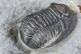Cornuproetus Trilobite - Fine Preparation #105153-4